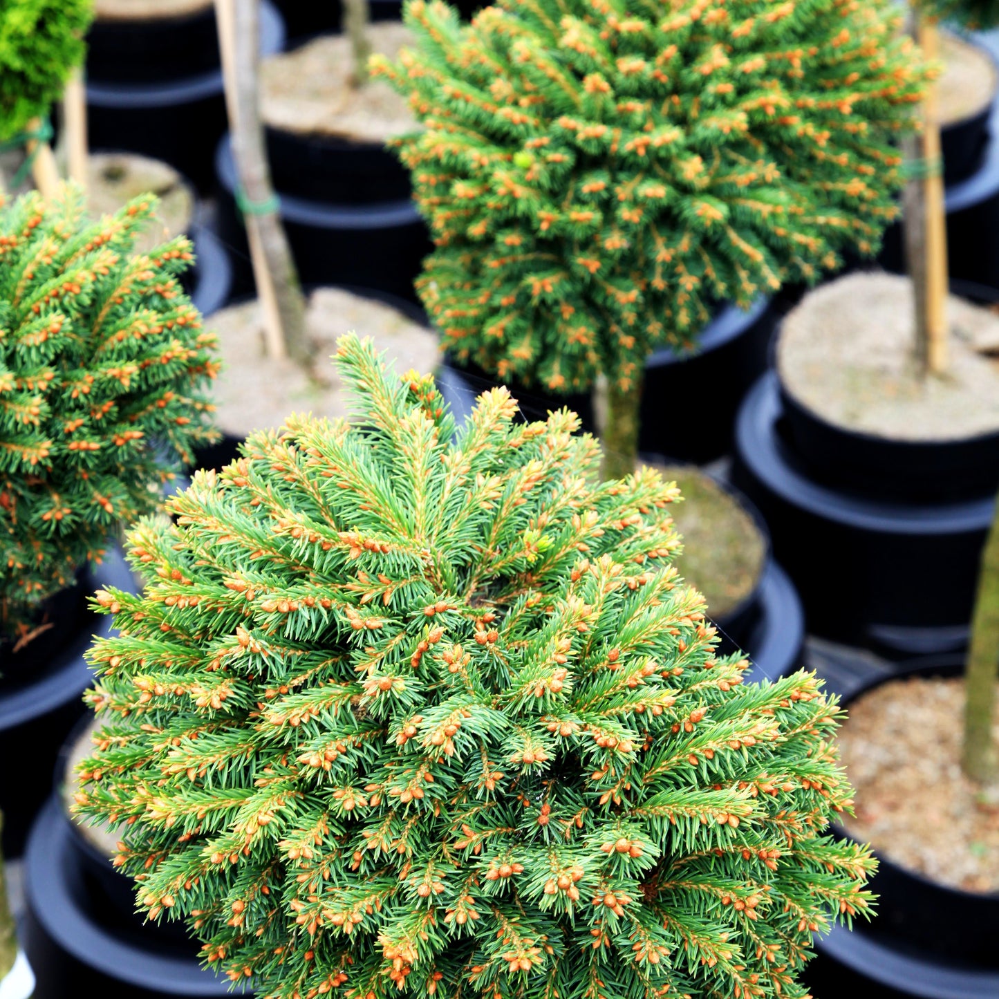 Kissen-Fichte 'Viminalis' (Picea abies)