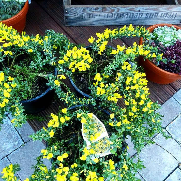 Kissen-Ginster (Cytisus decumbens)