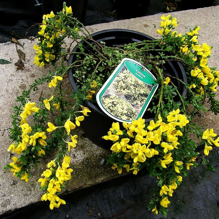 Kissen-Ginster (Cytisus decumbens)