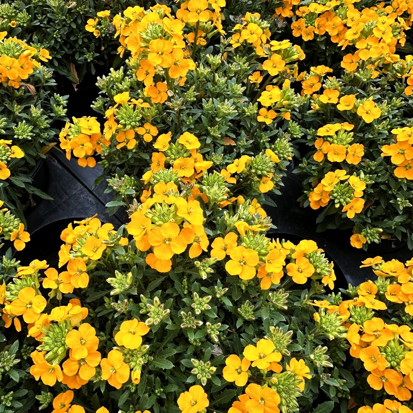 Kissen-Goldlack 'Mango Zwerg' (Erysimum rhaeticum)