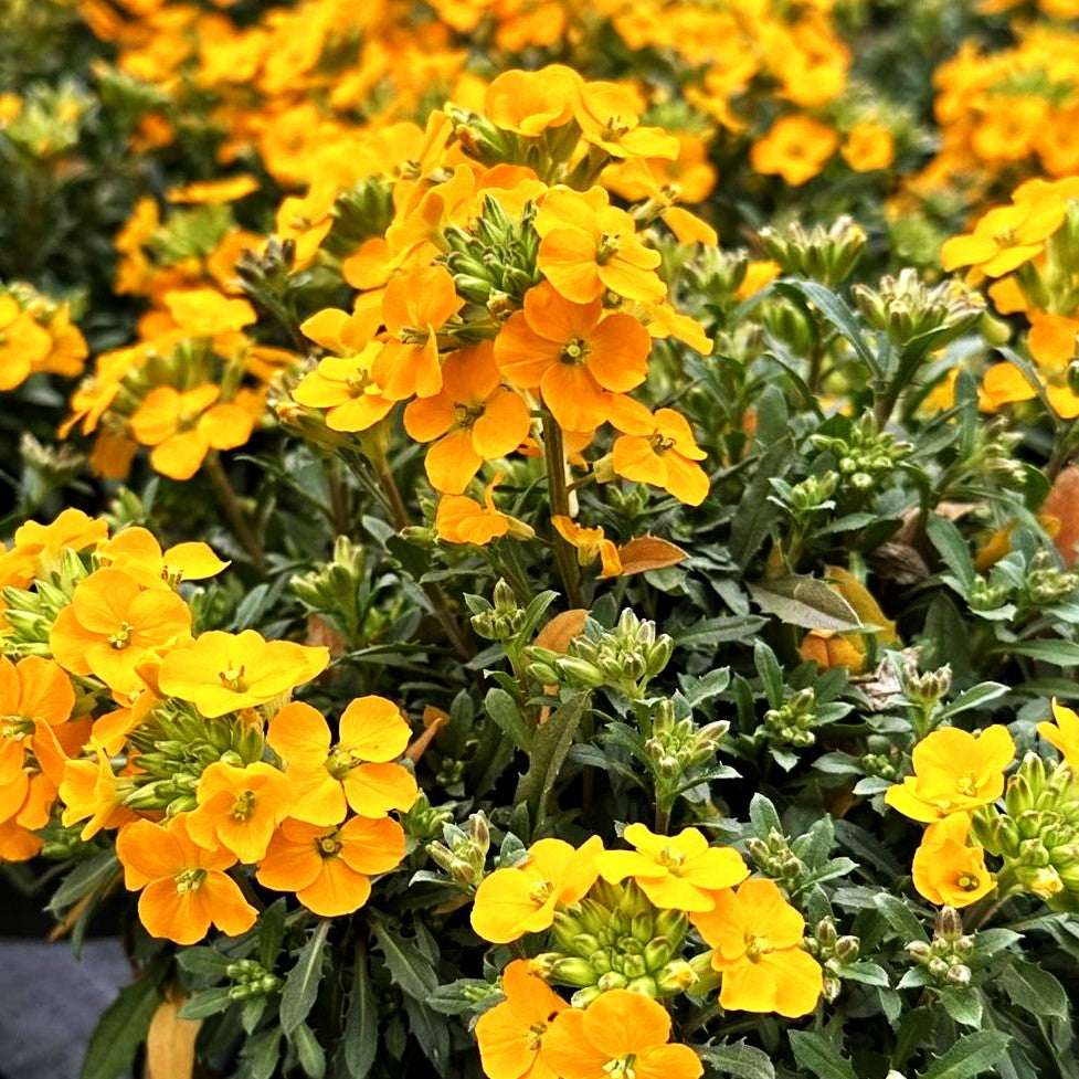 Kissen-Goldlack 'Mango Zwerg' (Erysimum rhaeticum)