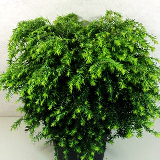 Kissen-Hemlocktanne 'Jeddeloh' (Tsuga canadensis)