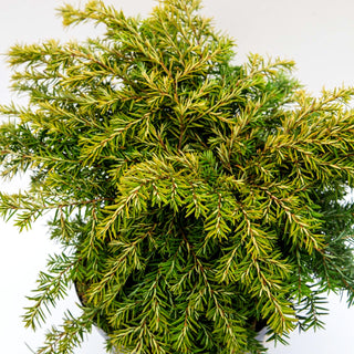 Kissen-Hemlocktanne 'Jeddeloh' (Tsuga canadensis)