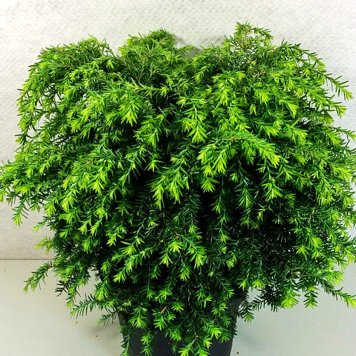 Kissen-Hemlocktanne 'Jeddeloh' (Tsuga canadensis)