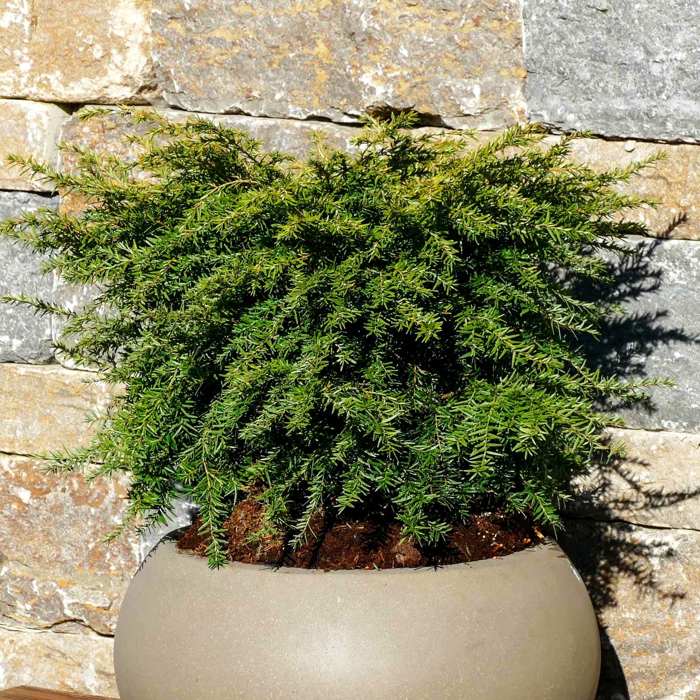 Kissen Hemlocktanne 'Nana' (Tsuga canadensis)