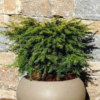 Kissen Hemlocktanne 'Nana' (Tsuga canadensis)