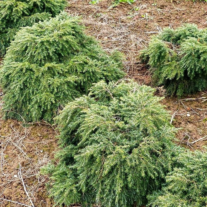 Kissen Hemlocktanne 'Nana' (Tsuga canadensis)
