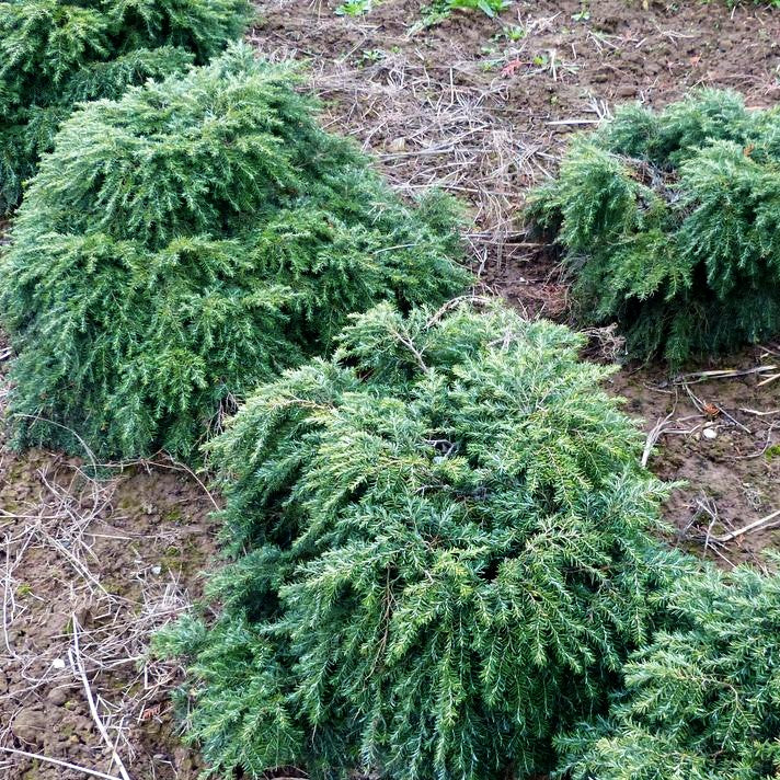 Kissen Hemlocktanne 'Nana' (Tsuga canadensis)