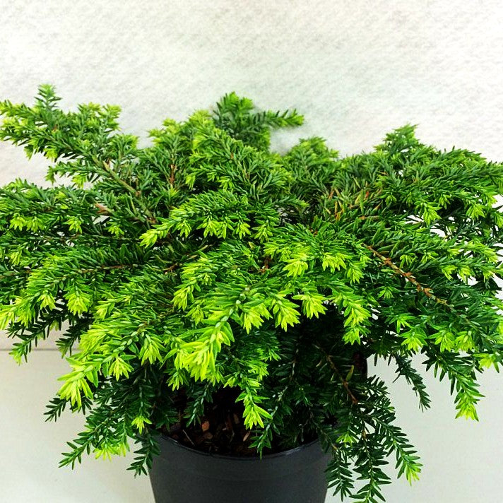 Kissen-Hemlocktanne 'Popeleski' (Tsuga canadensis)