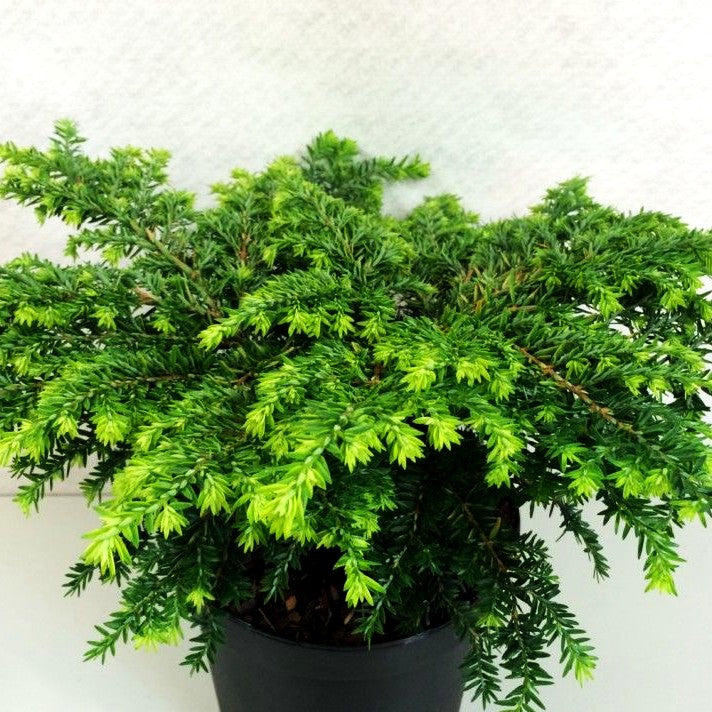 Kissen-Hemlocktanne 'Popeleski' (Tsuga canadensis)