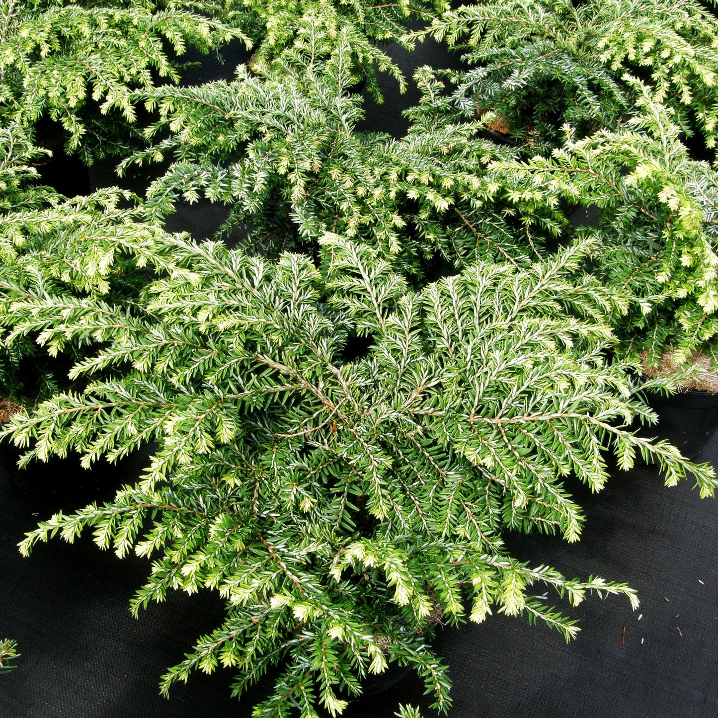 Kissen-Hemlocktanne 'Popeleski' (Tsuga canadensis)