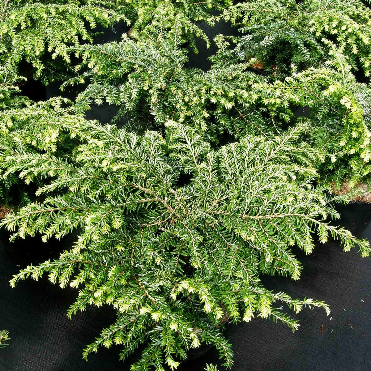 Kissen-Hemlocktanne 'Popeleski' (Tsuga canadensis)