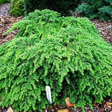 Kissen-Hemlocktanne 'Popeleski' (Tsuga canadensis)