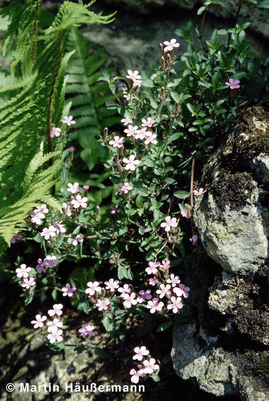 Kissen-Seifenkraut (Saponaria ocymoides)