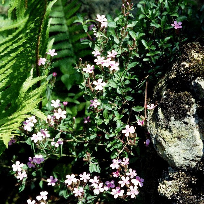Kissen-Seifenkraut (Saponaria ocymoides)