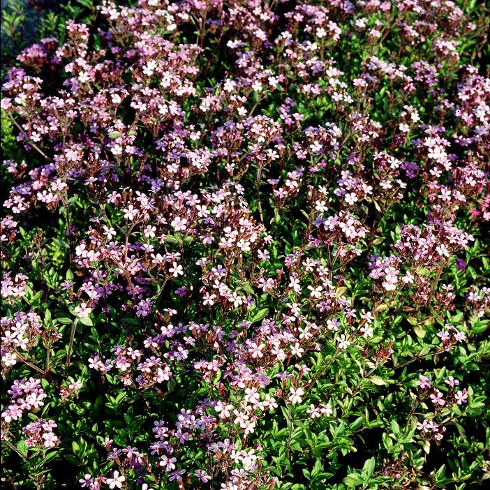 Kissen-Seifenkraut (Saponaria ocymoides)