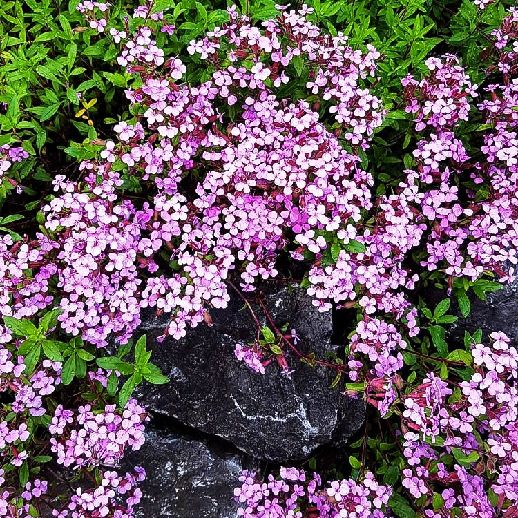 Kissen-Seifenkraut (Saponaria ocymoides)