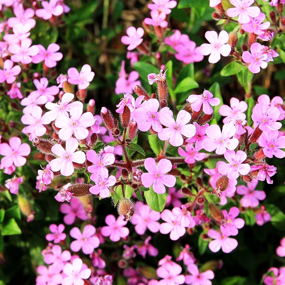 Kissen-Seifenkraut (Saponaria ocymoides)