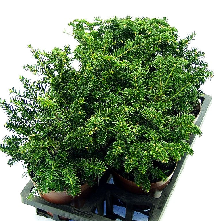Kisseneibe 'Nidiformis' (Taxus media)