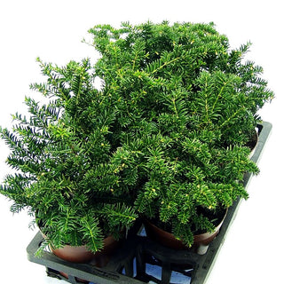 Kisseneibe 'Nidiformis' (Taxus media)