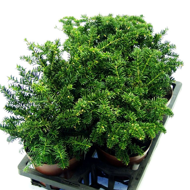 Kisseneibe 'Nidiformis' (Taxus media)
