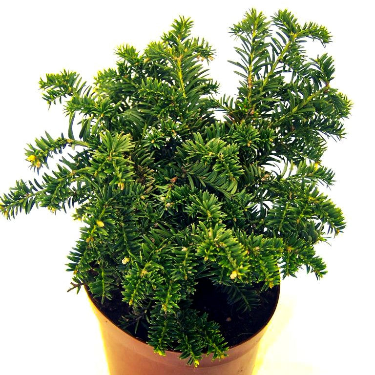 Kisseneibe 'Nidiformis' (Taxus media)