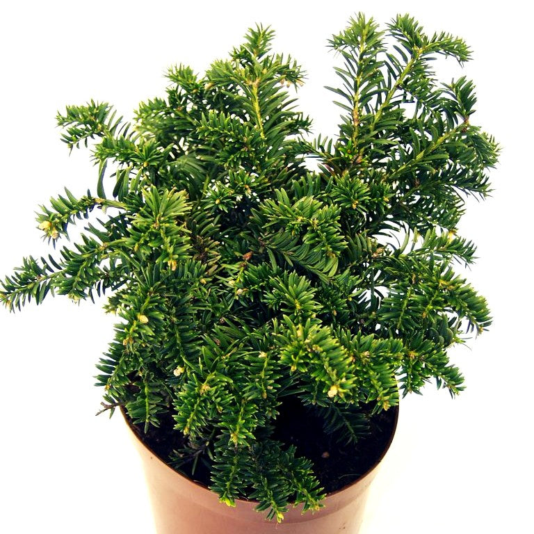 Kisseneibe 'Nidiformis' (Taxus media)