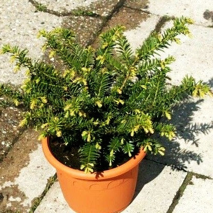 Kisseneibe 'Nidiformis' (Taxus media)