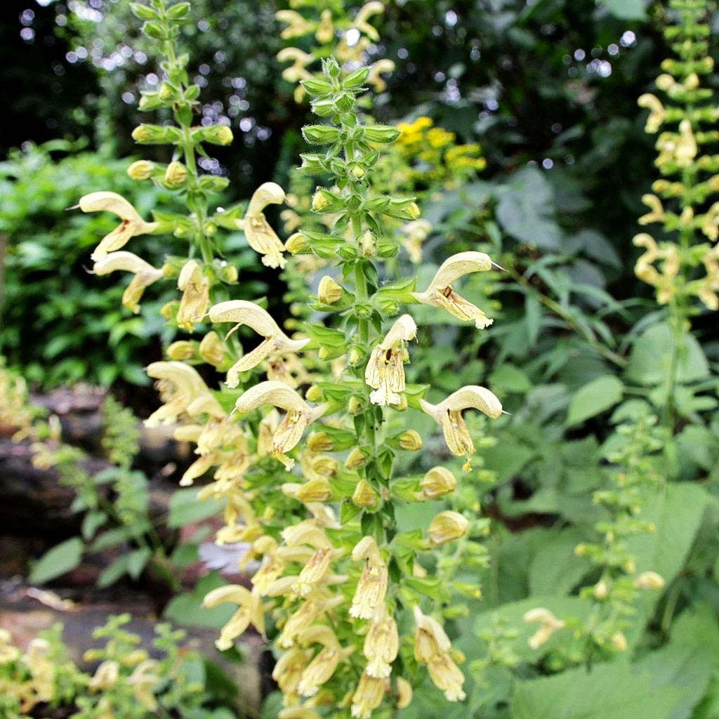 Klebriger Salbei (Salvia glutinosa)