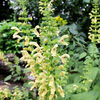 Klebriger Salbei (Salvia glutinosa)