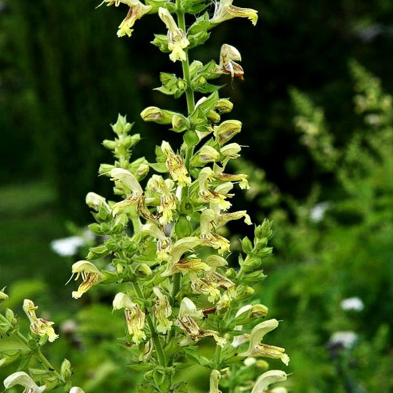 Klebriger Salbei (Salvia glutinosa)