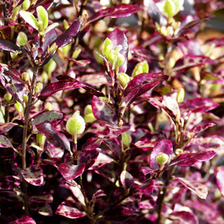 Klebsame 'Bannow Bay' (Pittosporum tenuifolium)