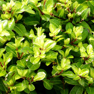 Klebsame 'Golden Ball' (Pittosporum tenuifolium)