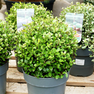 Klebsame 'Golf Ball' (Pittosporum tenuifolium)