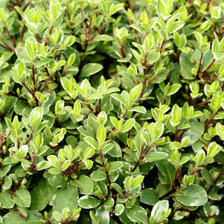 Klebsame 'Silver Ball' (Pittosporum tenuifolium)