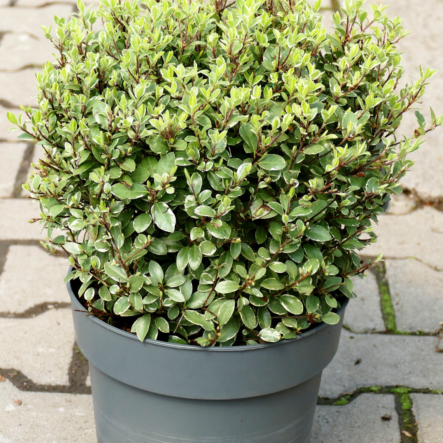 Klebsame 'Silver Ball' (Pittosporum tenuifolium)