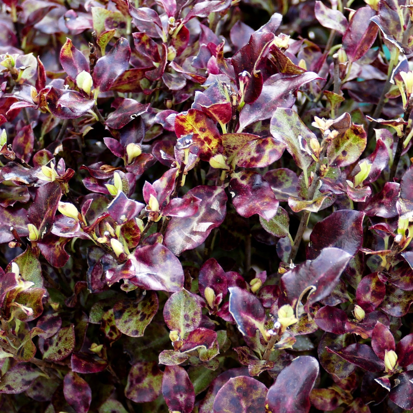 Klebsame 'Tom Thumb' (Pittosporum tenuifolium)