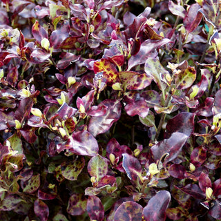 Klebsame 'Tom Thumb' (Pittosporum tenuifolium)