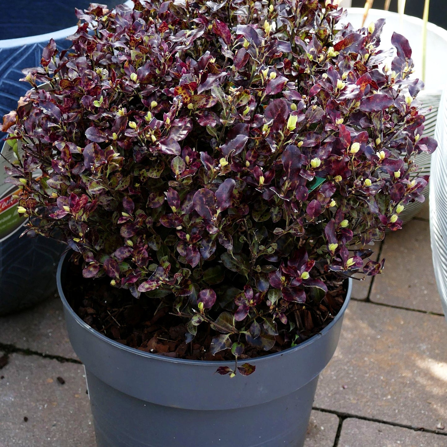 Klebsame 'Tom Thumb' (Pittosporum tenuifolium)