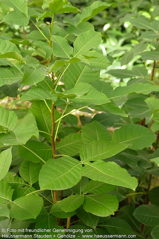 Kleeulme, Lederstrauch (Ptelea trifoliata)