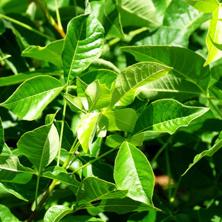 Kleeulme, Lederstrauch (Ptelea trifoliata)