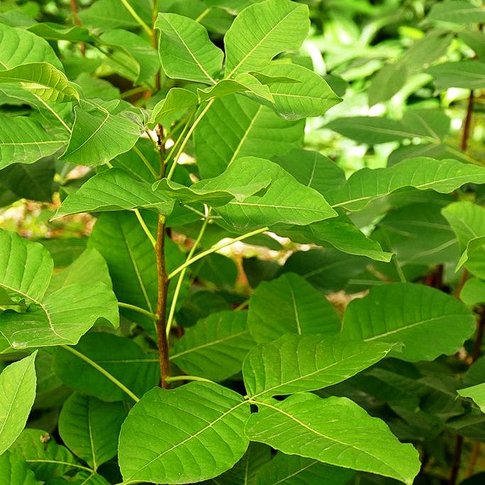 Kleeulme, Lederstrauch (Ptelea trifoliata)