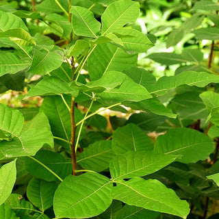 Kleeulme, Lederstrauch (Ptelea trifoliata)