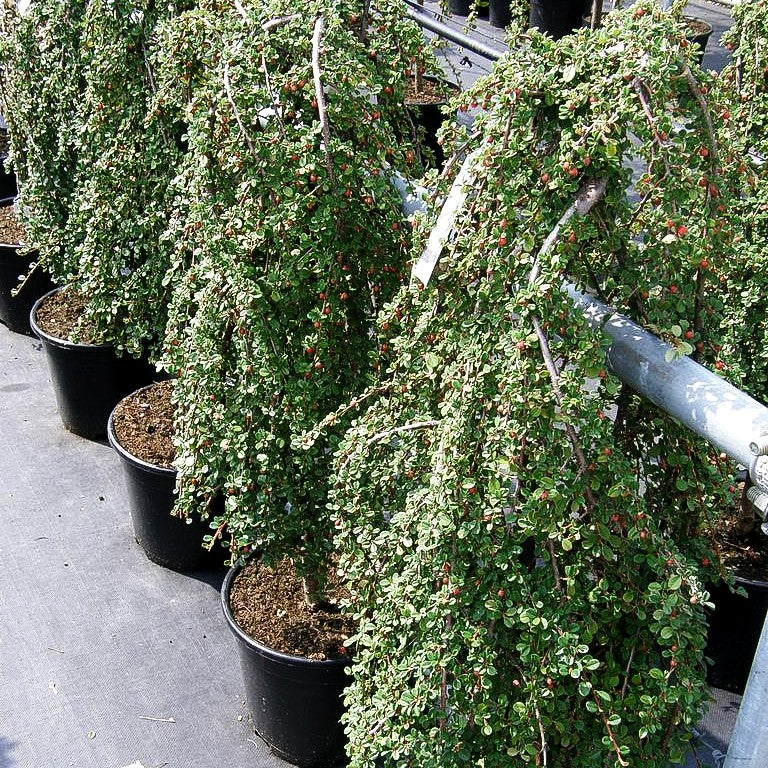 Kleinblättrige Kriechmispel 'Queen of Carpets' (Cotoneaster procumbens)