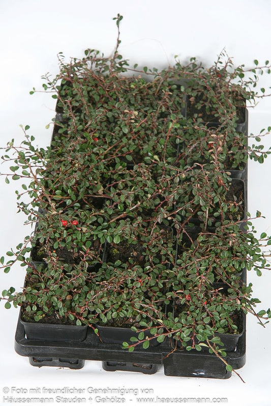 Kleinblättrige Kriechmispel 'Streibs Findling' (Cotoneaster procumbens)
