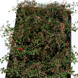 Kleinblättrige Kriechmispel 'Streibs Findling' (Cotoneaster procumbens)