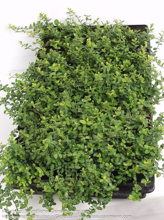 Kleinblättrige Teppichspindel 'Minimus' (Euonymus fortunei)