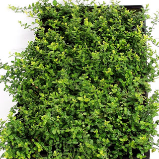 Kleinblättrige Teppichspindel 'Minimus' (Euonymus fortunei)