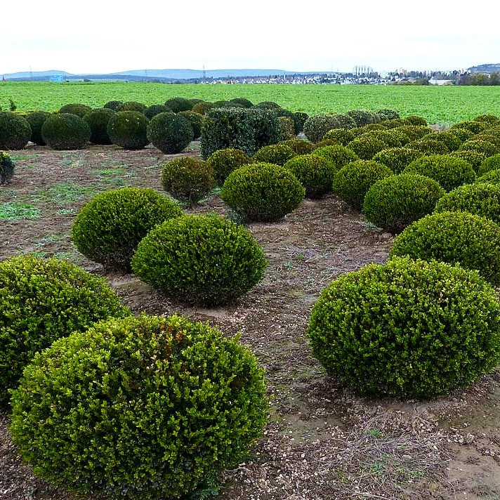 Kleinblättriger Buchsbaum 'Faulkner' (Buxus microphylla)