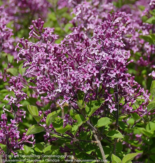 Kleinblättriger Duft-Flieder 'Dark Purple' (Syringa x cult. Bloomerang)